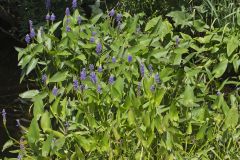 Pickerelweed, Pontederia cordata