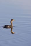 Pied-billed Grebe, Podilymbus podiceps