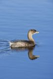 Pied-billed Grebe, Podilymbus podiceps