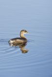 Pied-billed Grebe, Podilymbus podiceps