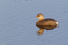 Pied-billed Grebe, Podilymbus podiceps