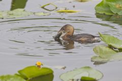 Pied-billed Grebe, Podilymbus podiceps