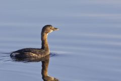 Pied-billed Grebe, Podilymbus podiceps