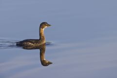 Pied-billed Grebe, Podilymbus podiceps