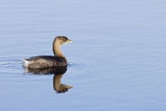 Pied-billed Grebe, Podilymbus podiceps