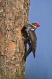 Pileated Woodpecker, Dryocopus pileatus