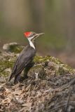Pileated Woodpecker, Dryocopus pileatus