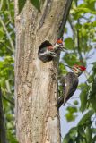 Pileated Woodpecker, Dryocopus pileatus
