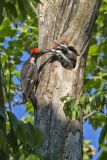 Pileated Woodpecker, Dryocopus pileatus