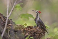 Pileated Woodpecker, Dryocopus pileatus