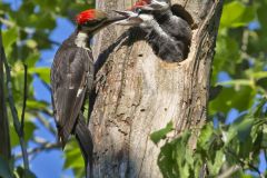 Pileated Woodpecker, Dryocopus pileatus