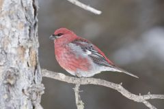 Pine Grosbeak, Pinicola enucleator