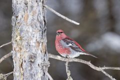 Pine Grosbeak, Pinicola enucleator