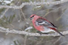 Pine Grosbeak, Pinicola enucleator