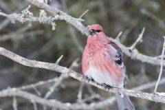 Pine Grosbeak, Pinicola enucleator