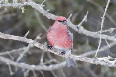 Pine Grosbeak, Pinicola enucleator