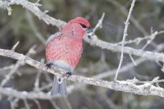 Pine Grosbeak, Pinicola enucleator