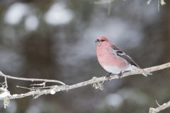 Pine Grosbeak, Pinicola enucleator
