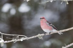 Pine Grosbeak, Pinicola enucleator