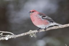 Pine Grosbeak, Pinicola enucleator