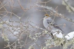 Pine Grosbeak, Pinicola enucleator