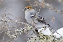 Pine Grosbeak, Pinicola enucleator