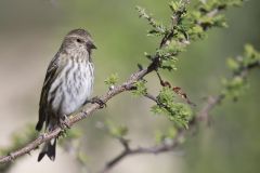 Pine Siskin, Carduelis pinus