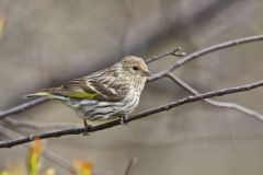 Pine Siskin, Carduelis pinus