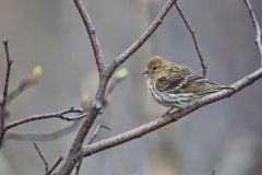 Pine Siskin, Carduelis pinus