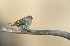 Pine Siskin, Carduelis pinus