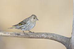 Pine Siskin, Carduelis pinus