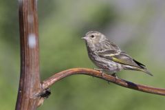 Pine Siskin, Carduelis pinus