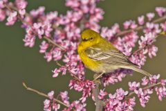 Pine Warbler, Setophaga pinus
