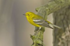 Pine Warbler, Setophaga pinus
