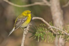 Pine Warbler, Setophaga pinus