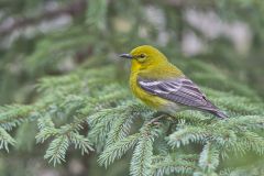 Pine Warbler, Setophaga pinus
