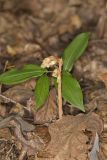 Pinesap, Monotropa hypopitys