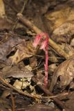 Pinesap, Monotropa hypopitys