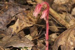 Pinesap