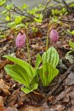 Pink Lady's Slipper, Cypripedium acaule