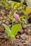 Pink Lady's Slipper, Cypripedium acaule