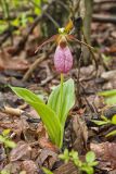 Pink Lady's Slipper, Cypripedium acaule