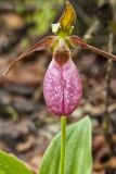 Pink Lady's Slipper, Cypripedium acaule