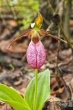 Pink Lady's Slipper, Cypripedium acaule