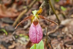 Pink Lady's Slipper, Cypripedium acaule