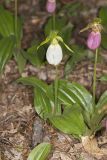 Pink Lady's Slipper, Cypripedium acaule