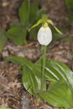 Pink Lady's Slipper, Cypripedium acaule