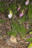 Pink Lady's Slipper, Cypripedium acaule