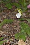 Pink Lady's Slipper, Cypripedium acaule