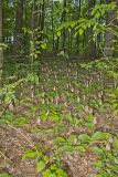 Pink Lady's Slipper, Cypripedium acaule